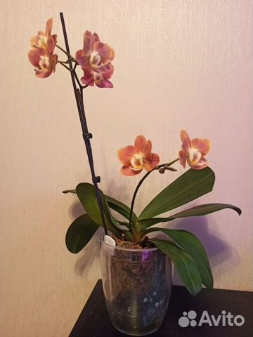 Орхидея фаленопсис Горизонт и Интрига