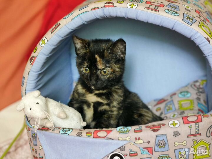 Panasonic G80 (PCT) 143кадра