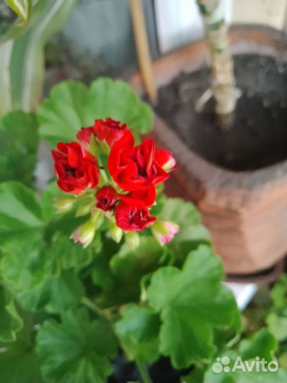 Герань розочки красный 2-х летний куст
