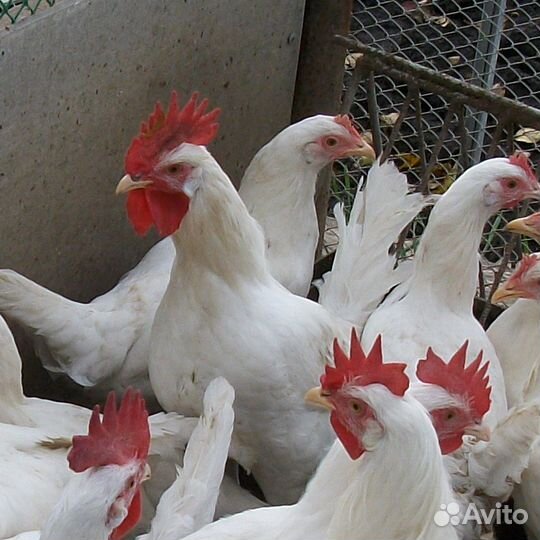 Продажа курочек прямо с фермы