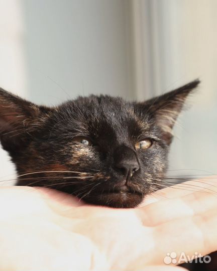 Котенок девочка