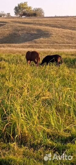 Кобыла тёлочка