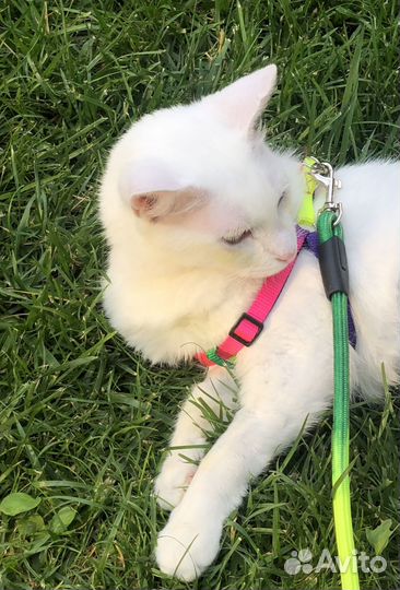 В добрые руки кисонька