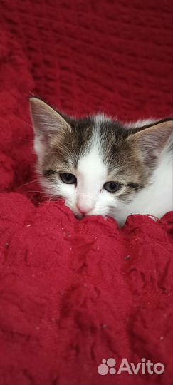 Котята (мальчики и девочки) от кошки мышиловки