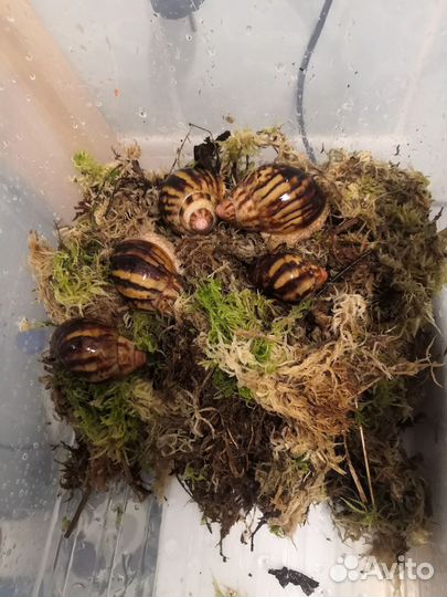 Улитка архахатина (мини) Гревелли страйп