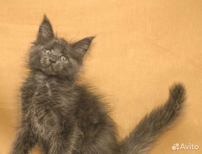 Котята мейн-кун