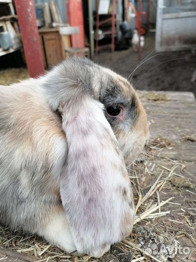 Французский баран