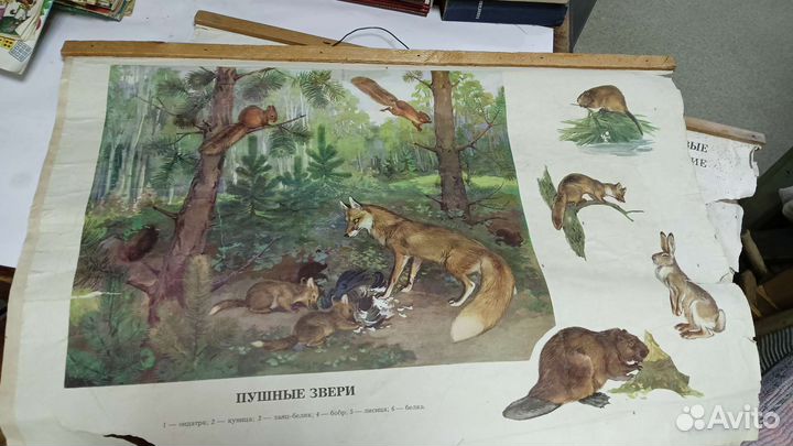 Плакаты по зоологии СССР