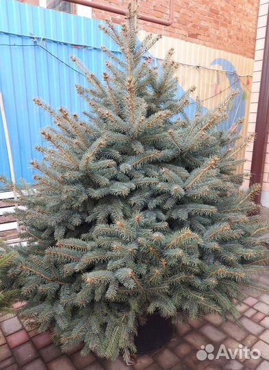 Пышная Елка 2.5м