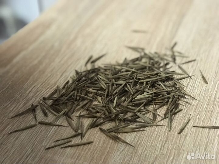 Бамбук Мосо морозостойкий (семена)