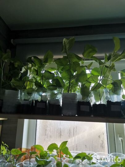 Рассада помидор, баклажан, перца