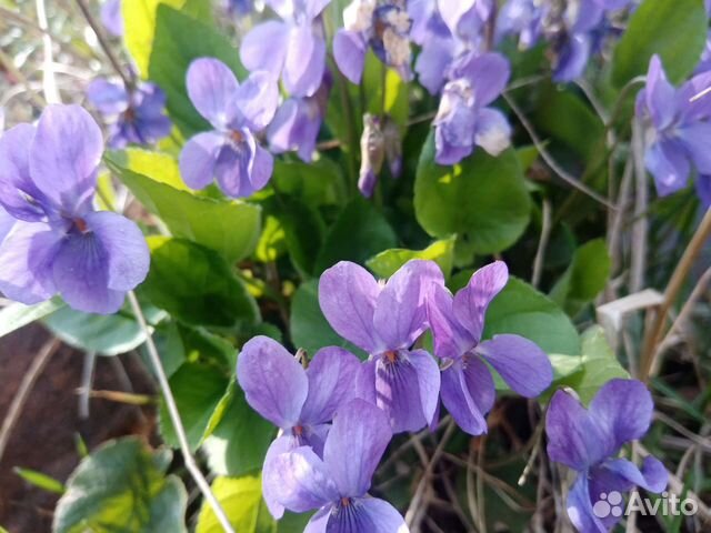 Скумпия, лаванда, лавровый лист