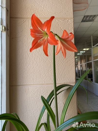 Гиппеаструм