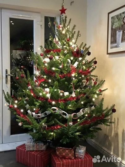 Живая ёлка, ель, доставка