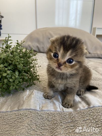 Шотландские котята