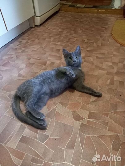 Кошка