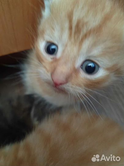 Кошка в дар