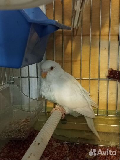 Птенцы волнистых попугаев