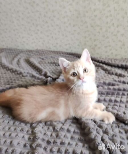 Британские котята