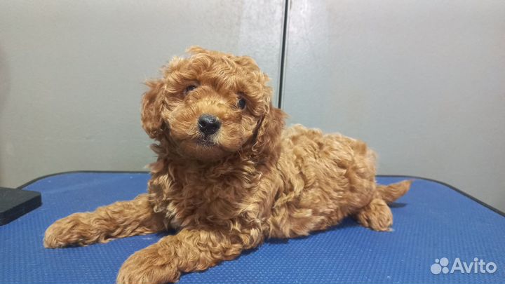 Красный мальчик в любимцы
