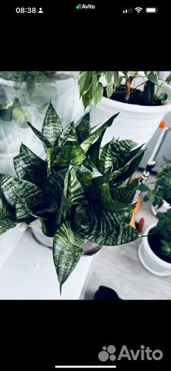 Сансевиерия