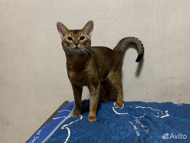 Абиссинский кот