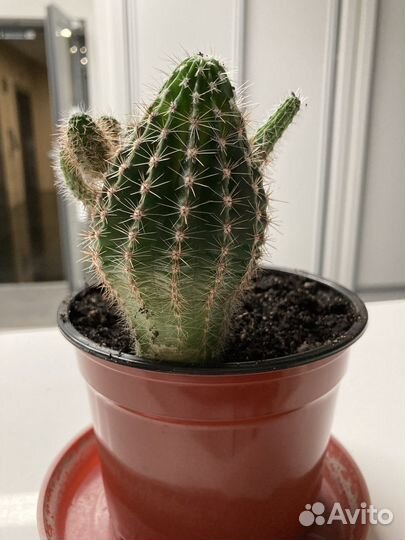 Кактус с детками