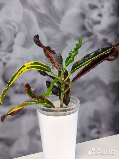 Фикусы, алоказия, монстера, филодендрон