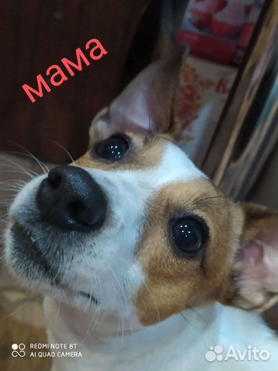 Щенки джек рассел терьер