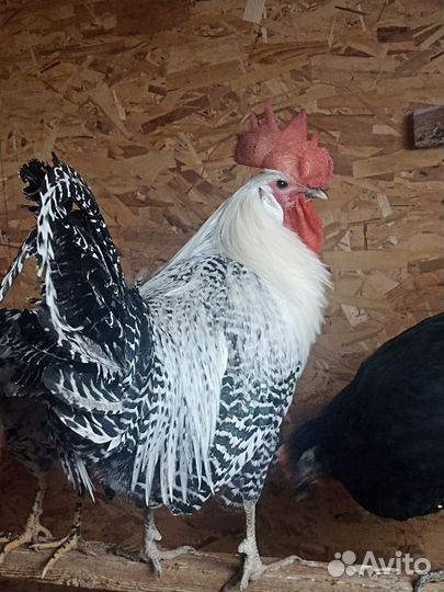 Петух брекель