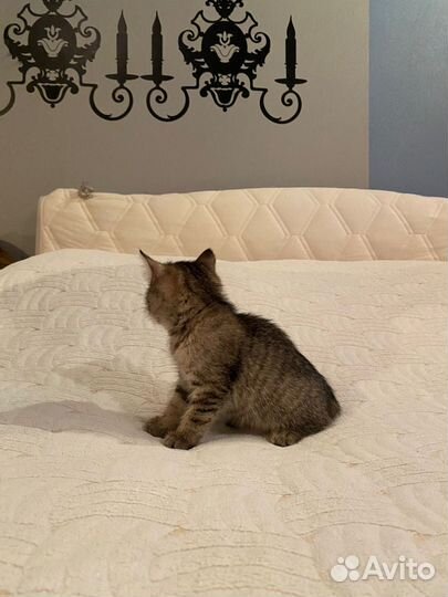 Котенок девочка