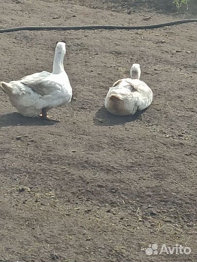 Утки Агидель