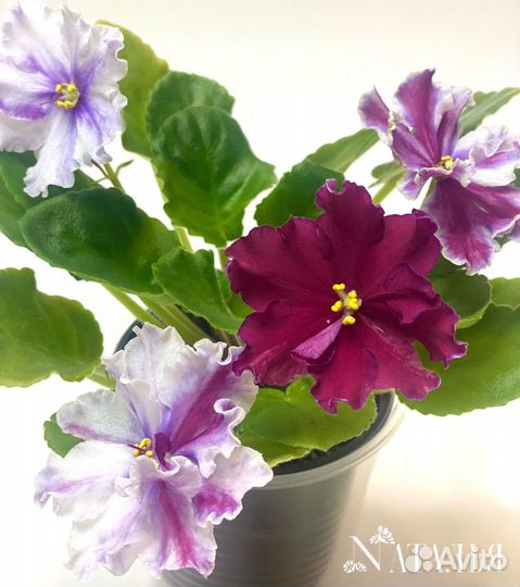 Фиалки сортовые