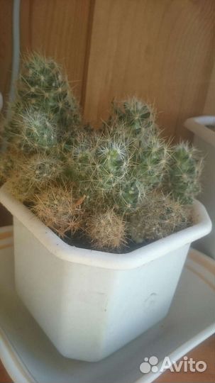 Кактус цветочное кашпо горшок