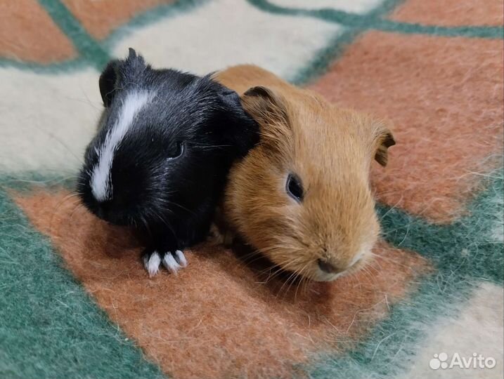 Морские свинки