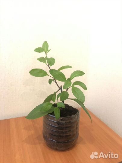 Джинура(растение)