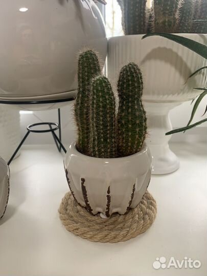 Кактусы и суккуленты