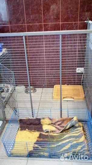 Передержка собак мелких и средних пород