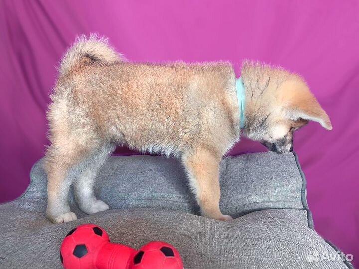 Продам щенка