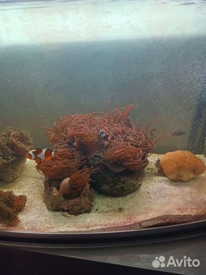 Морской аквариум