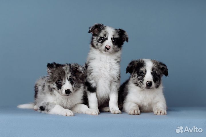 Бордер колли