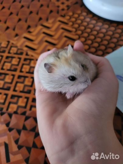 Отдам хомяка