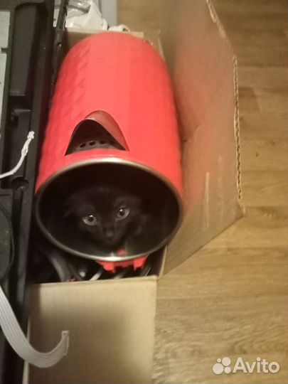 Котенок чудо мальчик