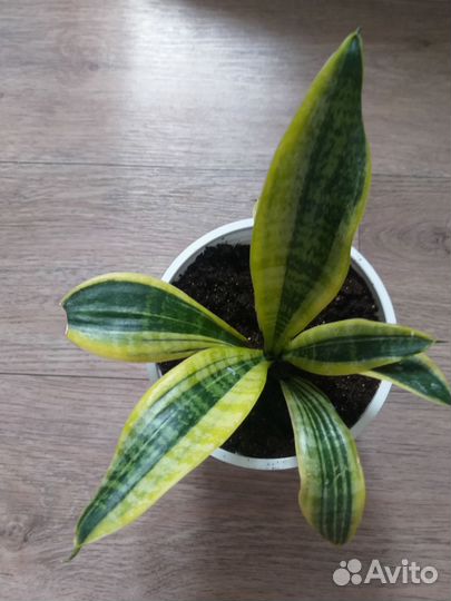 Сансевиерия