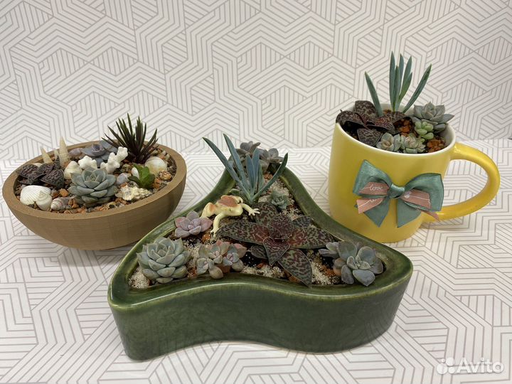 Суккуленты композиция