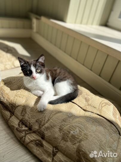 Котёнок (девочка) в добрые руки