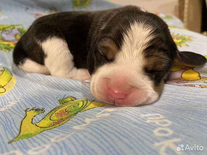 Бигль щенки