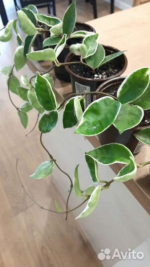 Хойя Кримсон Квин