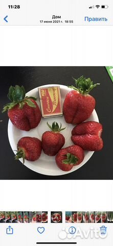 Саженцы клубники