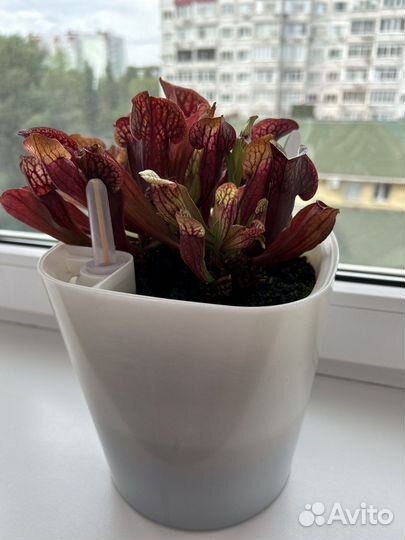 Саррацения пурпурная (Sarracenia purpurea)